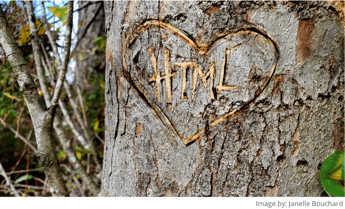 A heart with the word HTML inside of it carved into tree bark
